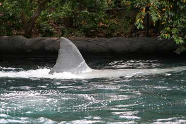 Shark