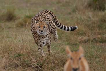 Cheetah-on-the-hunt