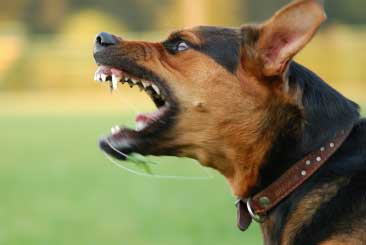 Angry-dog