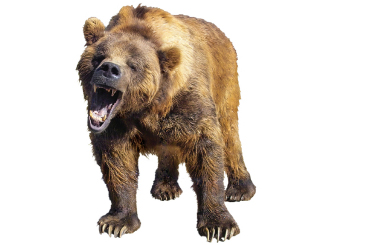 Grizzly-bear